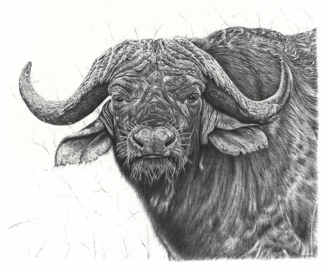 650x538 Stunning Buffalo Amp Bison Pencil Drawings And Illustrations For - Buffalo Sketch Images