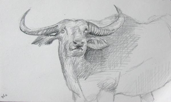 600x357 Sketch Of A Water Buffalo - Buffalo Sketch Images