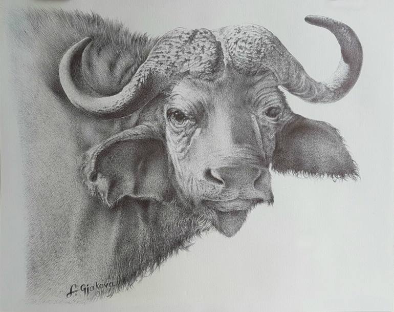 770x609 Buffalo Drawing By Liman Gjakova Saatchi Art - Buffalo Sketch Images