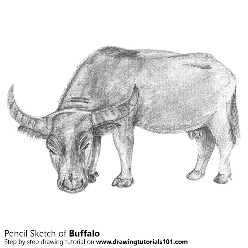 800x800 Buffalo Pencil Drawing - Buffalo Sketch Images