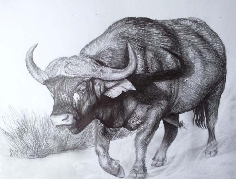 768x584 Buffalo Sketch - Buffalo Sketch Images