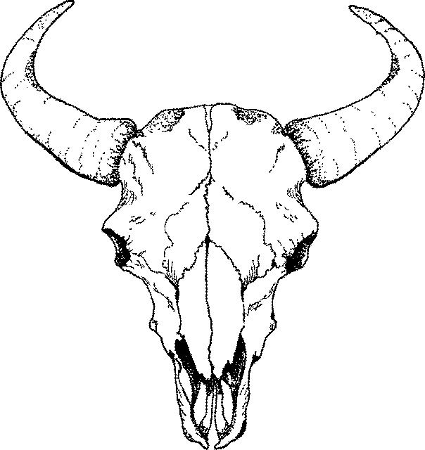 604x640 Buffalo Skull Drawings Skulls - Buffalo Skull Sketch