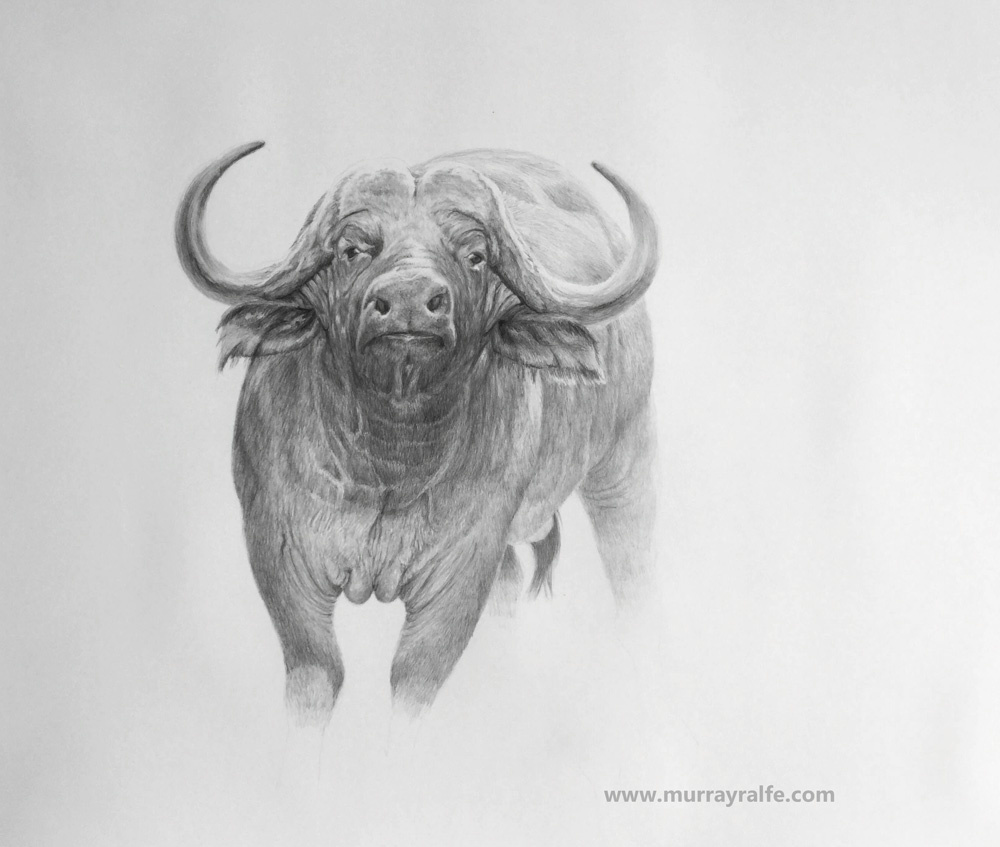 1000x847 Buffalo Skull Pencil Drawing - Buffalo Skull Sketch