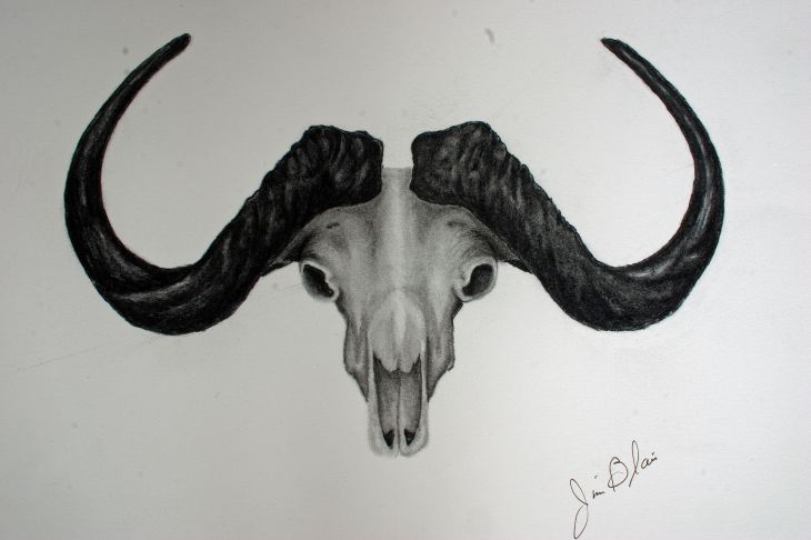730x486 Drawings Jim Blair Engraving - Buffalo Skull Sketch