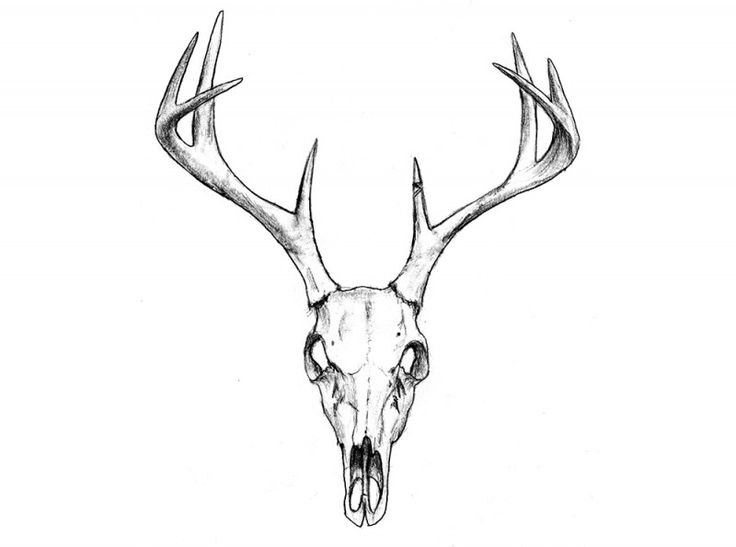 736x547 Drawn Head Skull 3345640 - Buffalo Skull Sketch