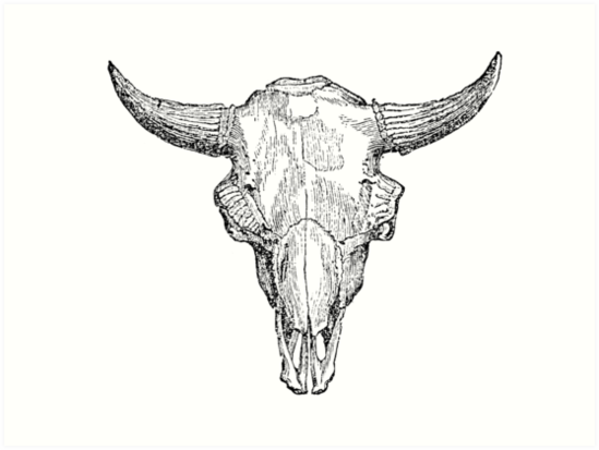 549x413 Vintage European Bison Skull Illustration Retro Black And White - Buffalo Skull Sketch
