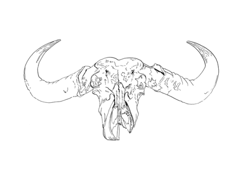 500x357 Water Buffalo Skull Tumblr - Buffalo Skull Sketch