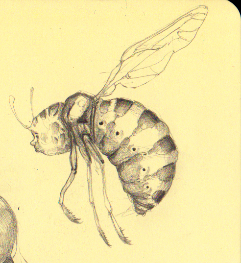 492x537 Bug Sketch I By Elachrym - Bug Sketch