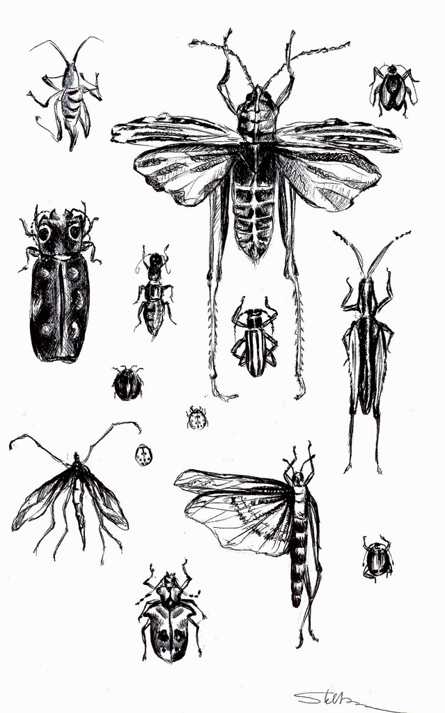 639x1024 Bugs Sketch - Bug Sketch