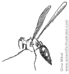 241x260 Wasp, Pencil Sketch - Bug Sketch