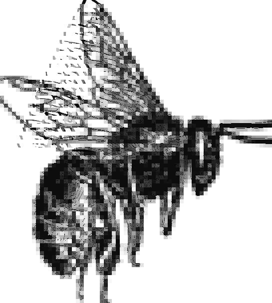 545x608 Bee, Bug, Drawing, Sketch, Insect, Bumblebee, Flying, Hovering - Bug Sketch