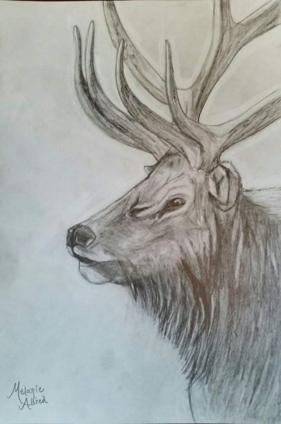 570x859 Bull Elk Etsy - Bull Elk Sketch