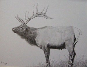 300x230 Bull Elk Drawings Fine Art America - Bull Elk Sketch