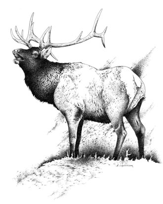 330x411 Bull Elk Fighting Drawings - Bull Elk Sketch