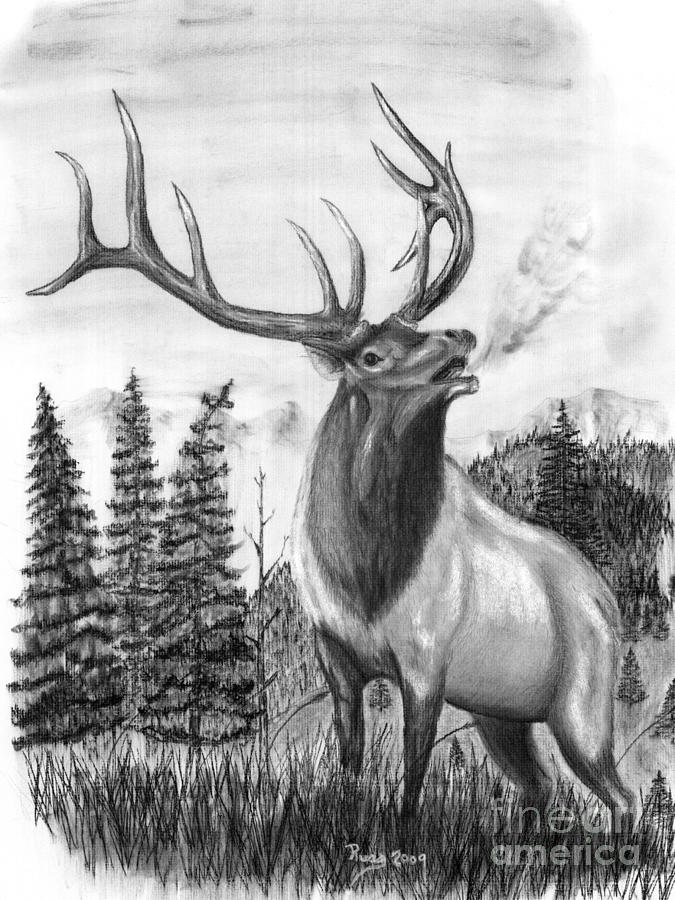 675x900 Bull Elk Issuing Challenge Drawing By Russ Smith - Bull Elk Sketch