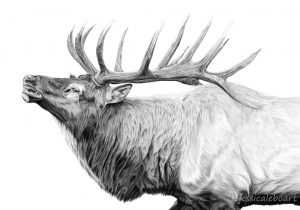 300x210 Bull Elk Pencil Deer Drawing Pictures - Bull Elk Sketch