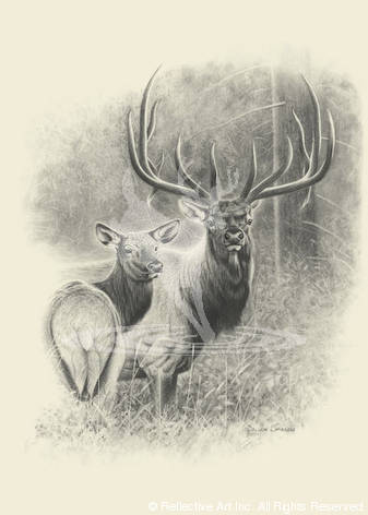 337x472 Bull And Cow Elk - Bull Elk Sketch