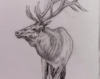 340x270 Bull Elk Drawing Etsy - Bull Elk Sketch