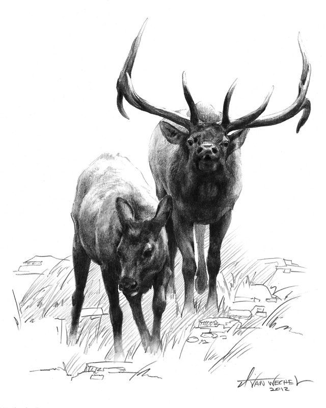 640x800 Drawings The Art Of Dustin Van Wechel - Bull Elk Sketch