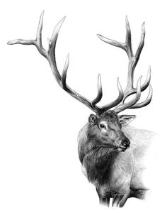 236x300 Drawn Elk Black And White - Bull Elk Sketch