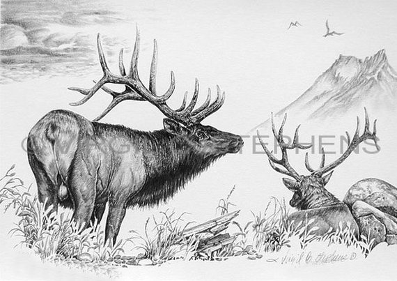 570x403 Elk Art Elk Pencil Drawing Of The Majestic Rocky Mountain Etsy - Bull Elk Sketch