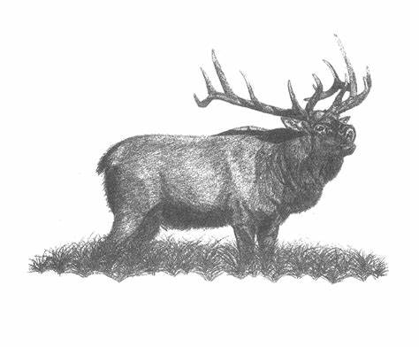 474x392 Elk Pencil Drawings. Pencil Drawings Elk Drawings In - Bull Elk Sketch