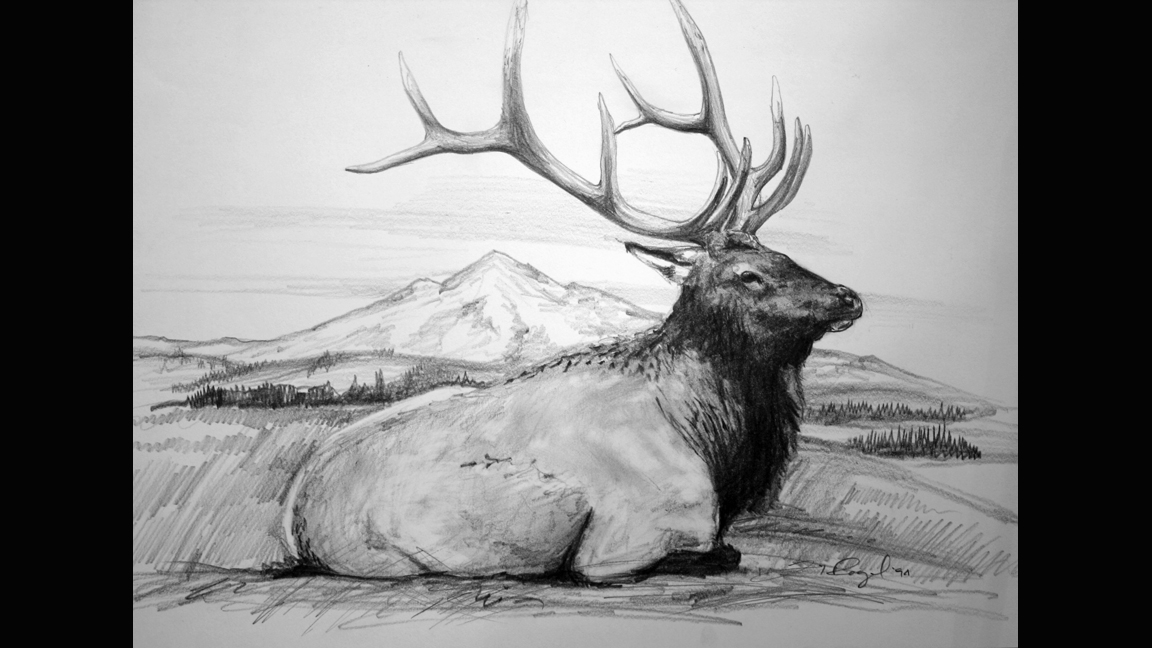 1152x648 Graphite Bull Elk 1994 16x9 - Bull Elk Sketch