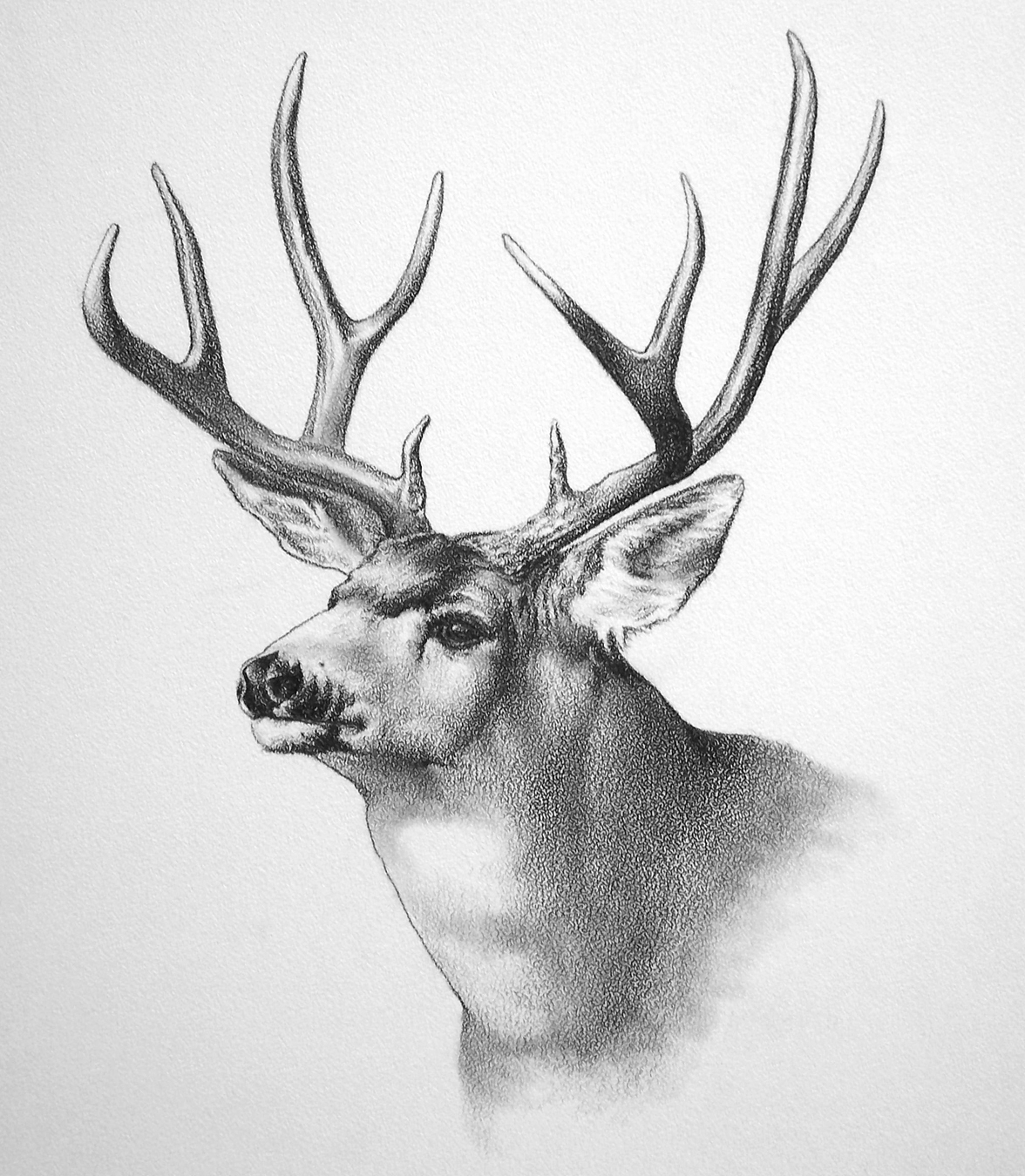 1176x1350 Pencil Drawings Of Elk Deer Pencil Draw Photos Beautiful Pencil - Bull Elk Sketch