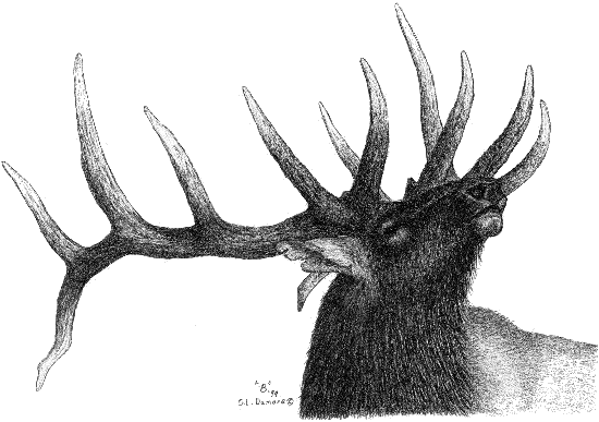 550x387 Bull Elk - Bull Elk Sketch