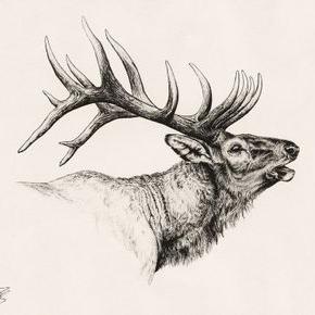 Bull Elk Sketch at PaintingValley.com | Explore collection of Bull Elk ...