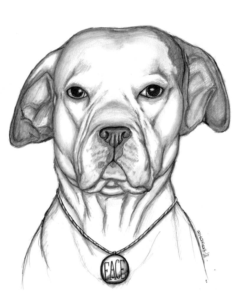 807x990 Drawn Pit Bull Face - Bull Face Sketch