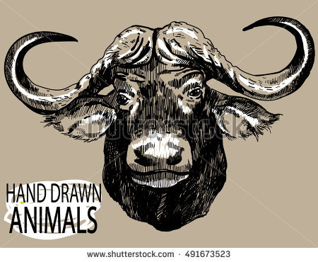 450x370 Collection Of African Bull Drawing High Quality, Free - Bull Face Sketch