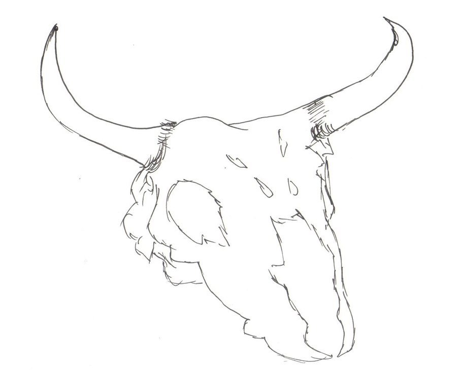 900x730 Cattle Face Drawing - Bull Face Sketch