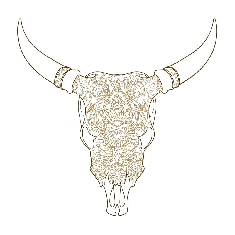 800x800 Download Skull Of Ox Or Bull Head Stock Photo Image Horn Cadaver - Bull Head Sketch