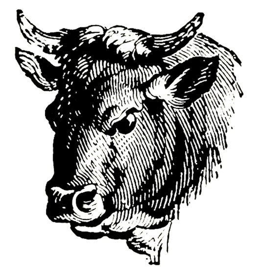 531x563 Victorian Clipart - Bull Head Sketch