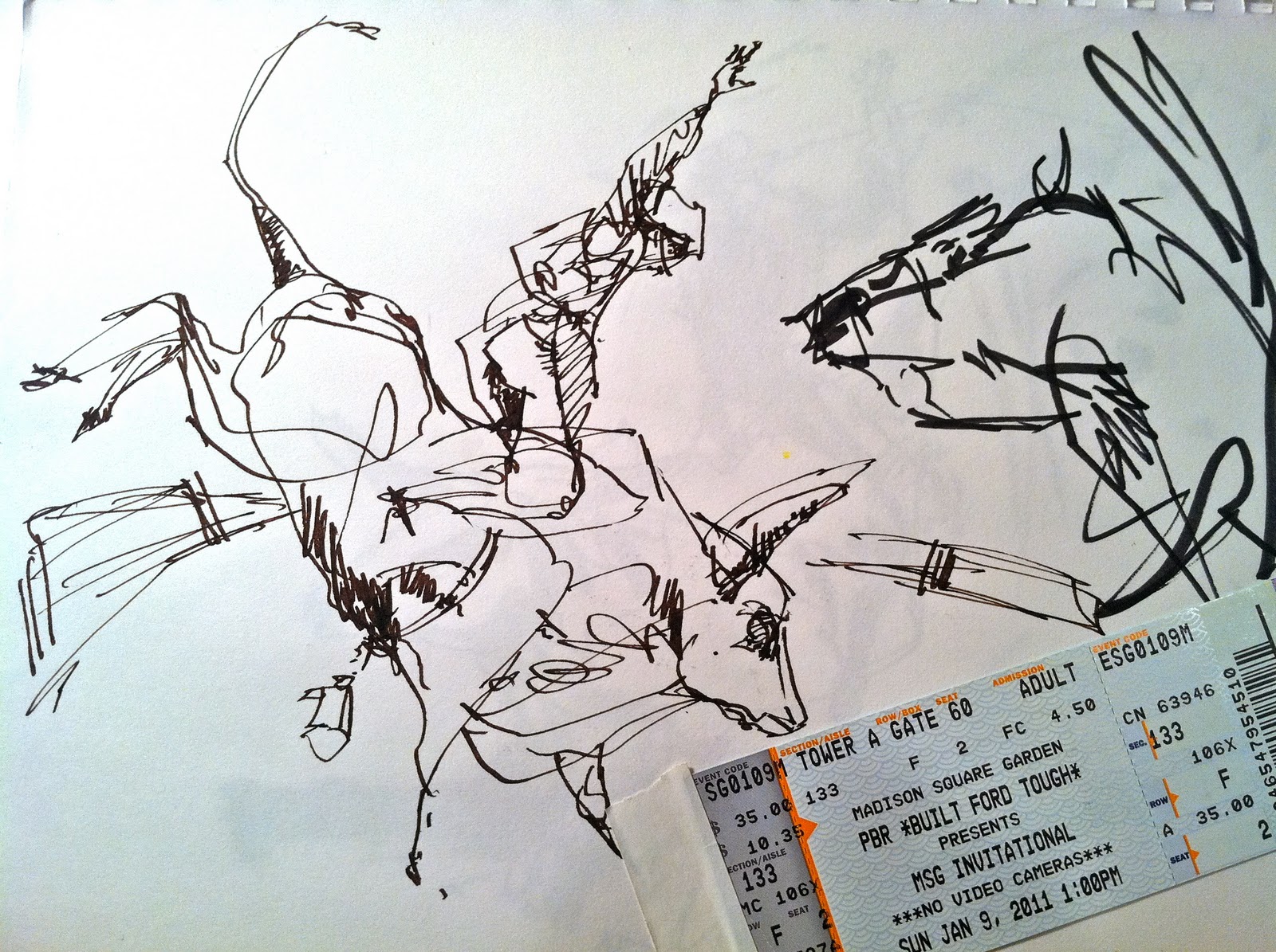 1600x1195 Went Sketching Sketch A Roo! At The Bull Riding Invitational. - Bull Riding Sketches