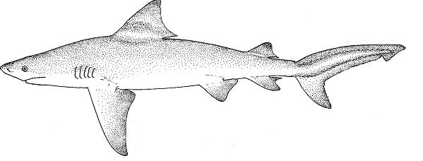599x228 Bull Sharks - Bull Shark Sketch