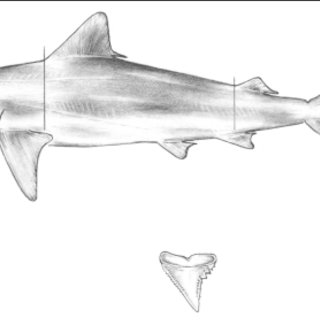 320x320 Bull Shark, Carcharhinus Leucas. Download Scientific Diagram - Bull Shark Sketch