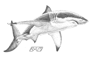390x232 Collection Of Free Sharks Drawing Bull Shark. Download On Ubisafe - Bull Shark Sketch