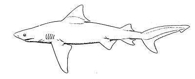 400x163 Filebull Shark.png - Bull Shark Sketch