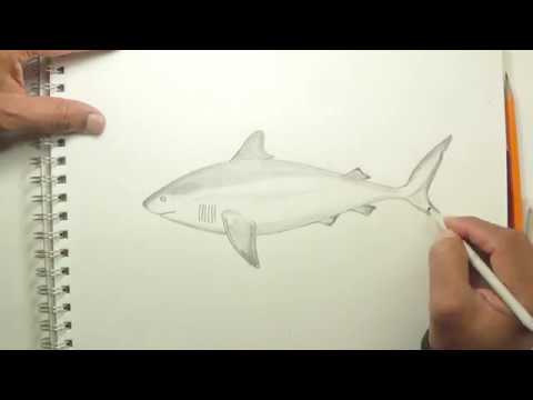 480x360 How To Draw A Bull Shark - Bull Shark Sketch
