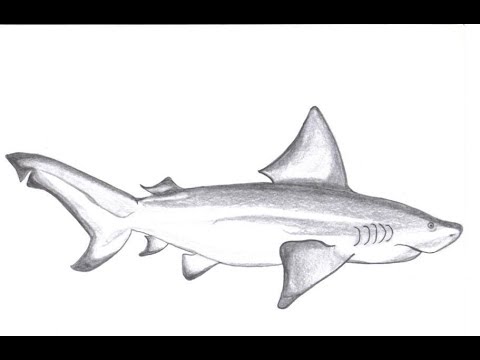 480x360 How To Draw Bull Shark Pencil Drawing In Water Step By Step - Bull Shark Sketch