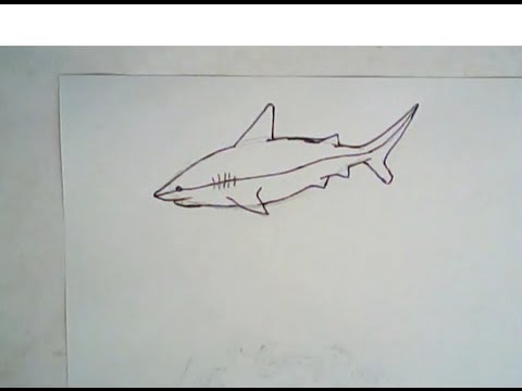 480x360 How To Draw A Bull Shark (Easy Drawing) - Bull Shark Sketch
