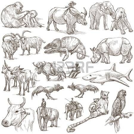 450x450 Image Result For Bull Shark Drawing Abstract Inspiration Lt3 - Bull Shark Sketch