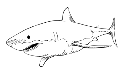 400x245 Learn How To Draw A Great White Shark Through An Easy Step By Step - Bull Shark Sketch
