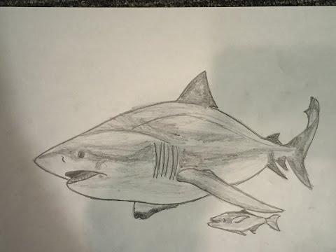 480x360 Search Results For Fine Shark Drawings - Bull Shark Sketch