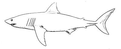 400x162 Shark Identification Links - Bull Shark Sketch