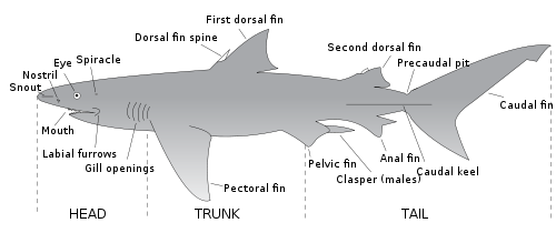 500x210 Shark Anatomy - Bull Shark Sketch