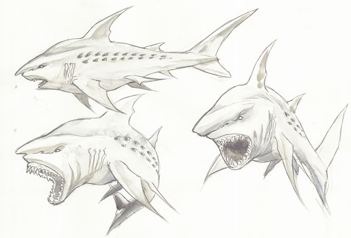 683x464 The Best Shark Dive In The World! Mega Jaws It Is Pop! - Bull Shark Sketch