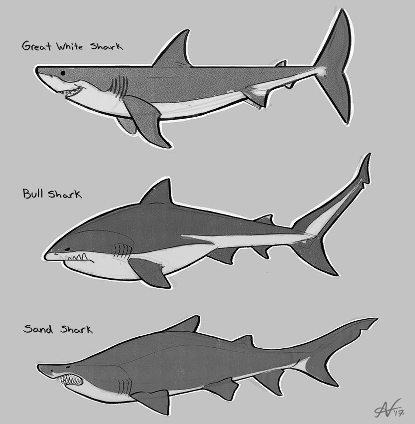 831x850 Warm Up Sketches Sharks By Veyz - Bull Shark Sketch